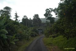 Dominica: Syndicate Estate